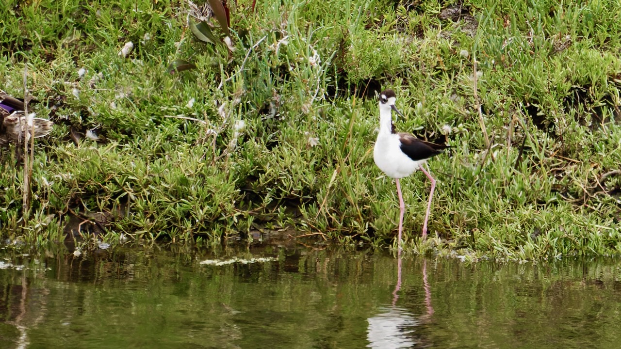 Black-necked Stilt