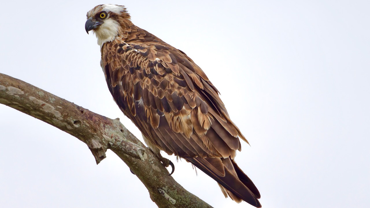 Osprey