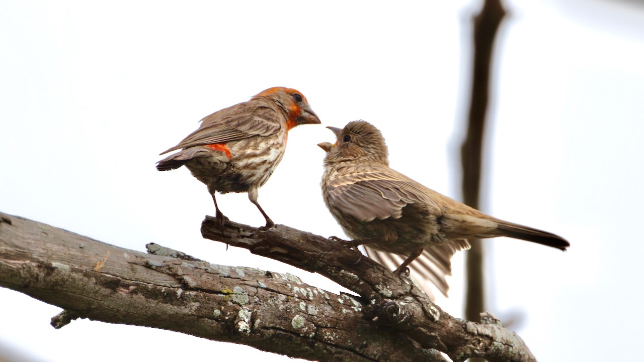 House Finches