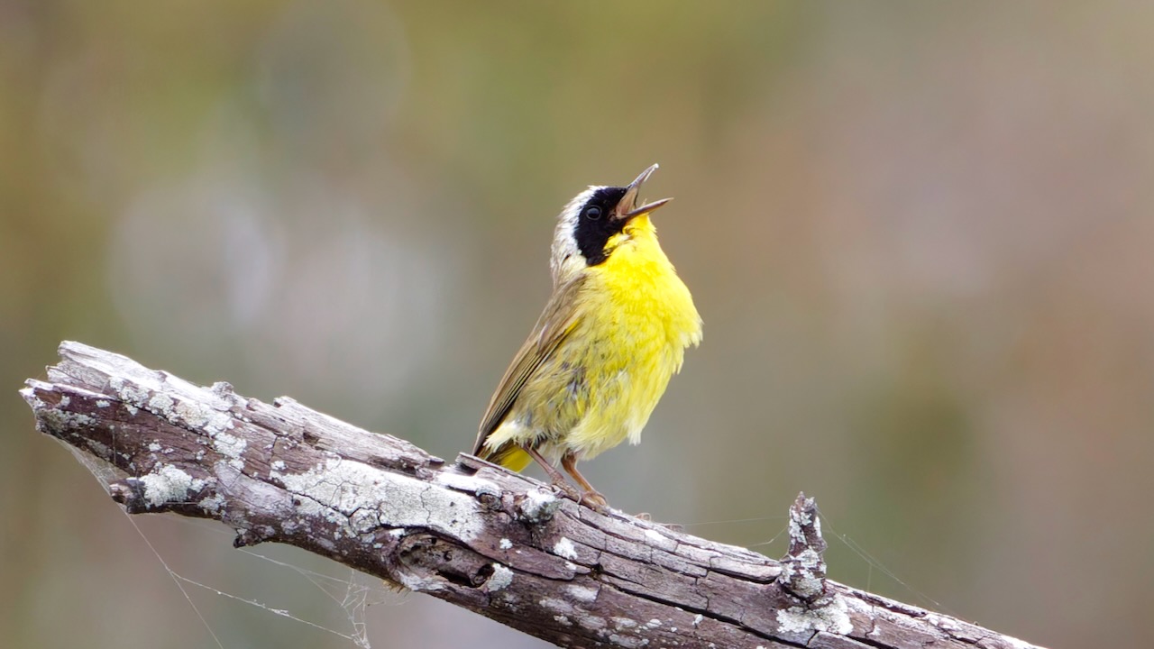 Common Yellowthroat