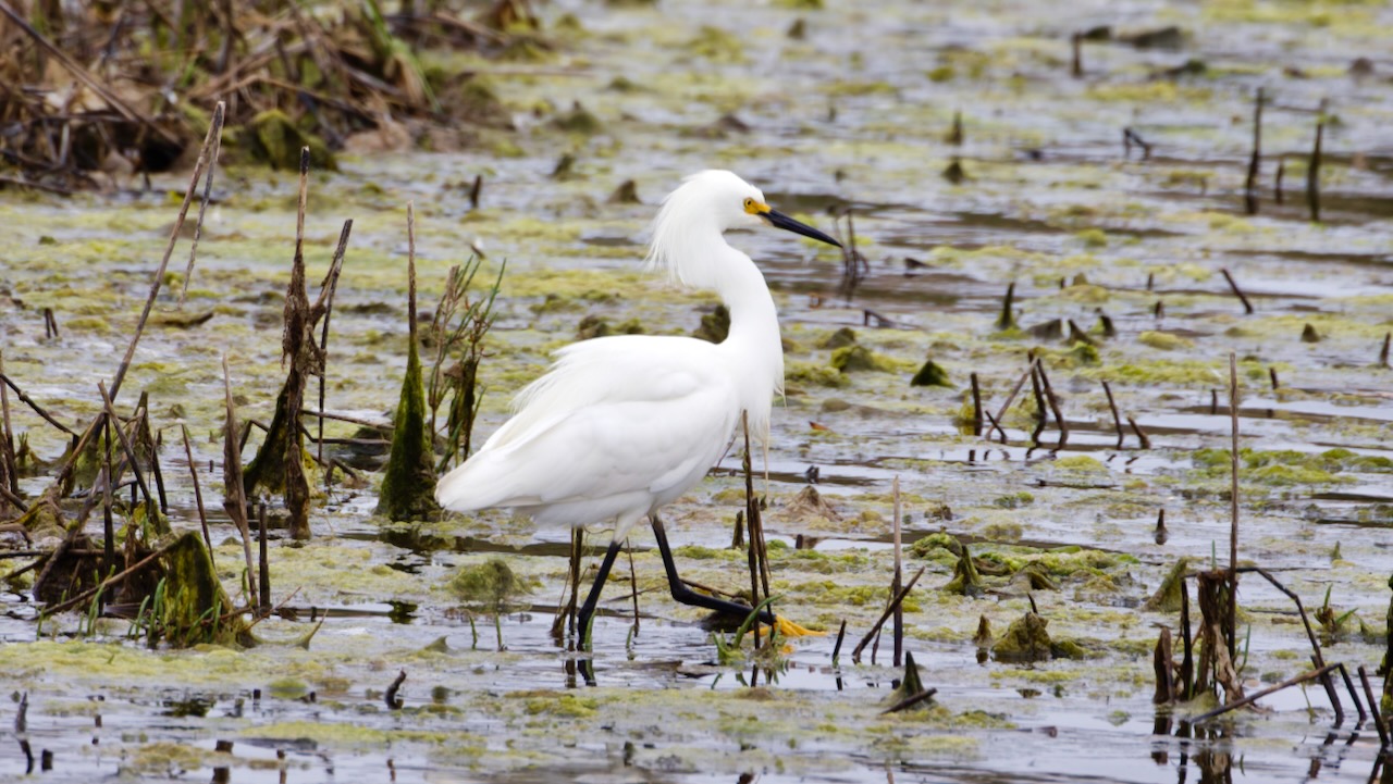 Snowy Egret