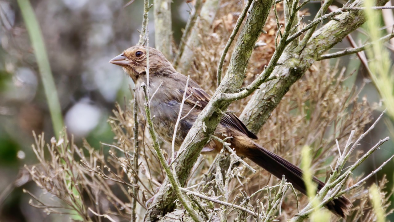 California Towhee