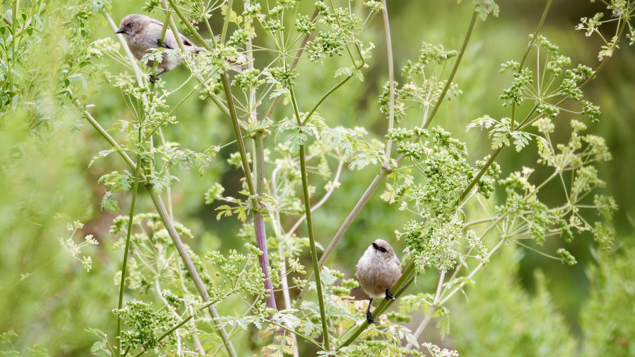 Bushtits