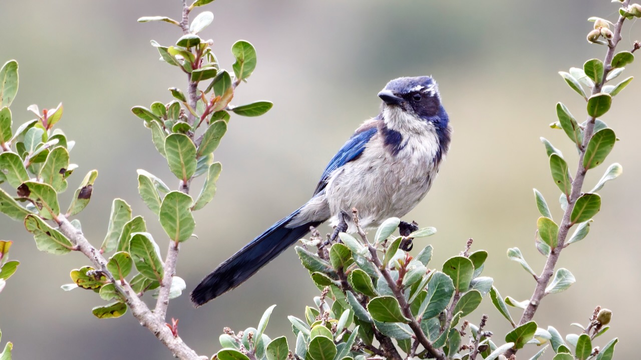 California Scrub-Jay