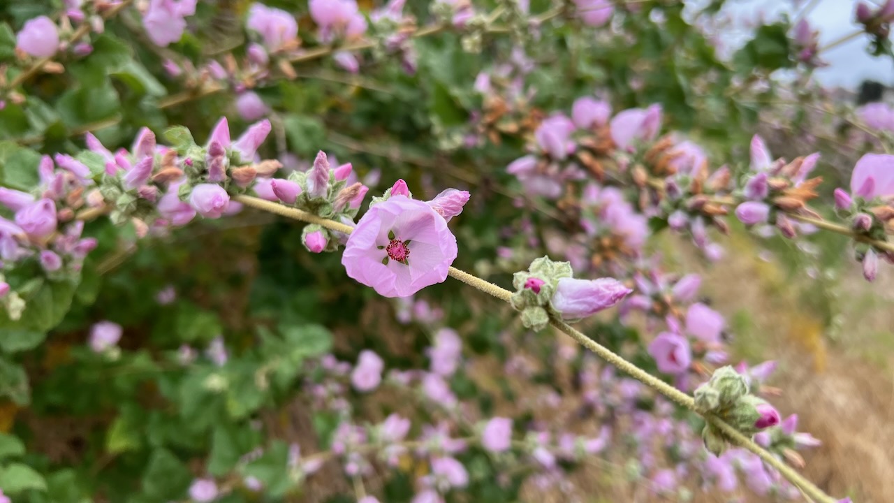 Fremon's bushmallow