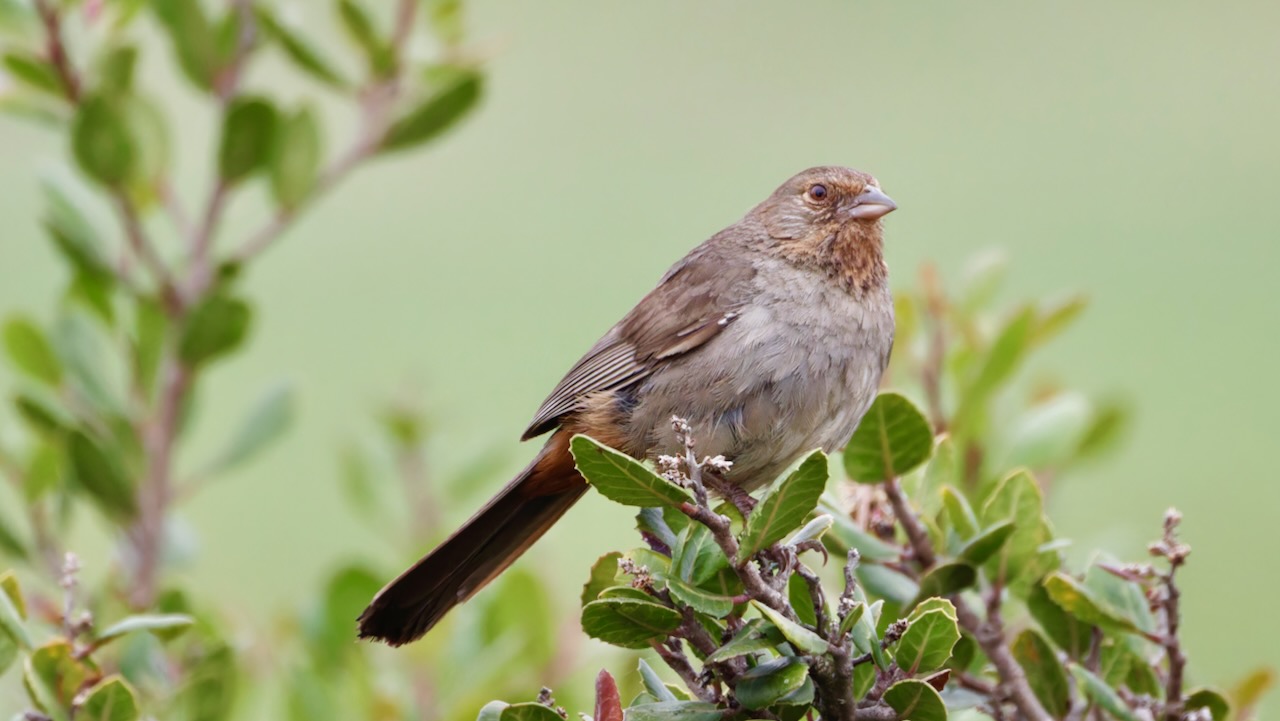 California Towhee