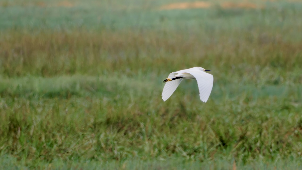 Snowy Egret