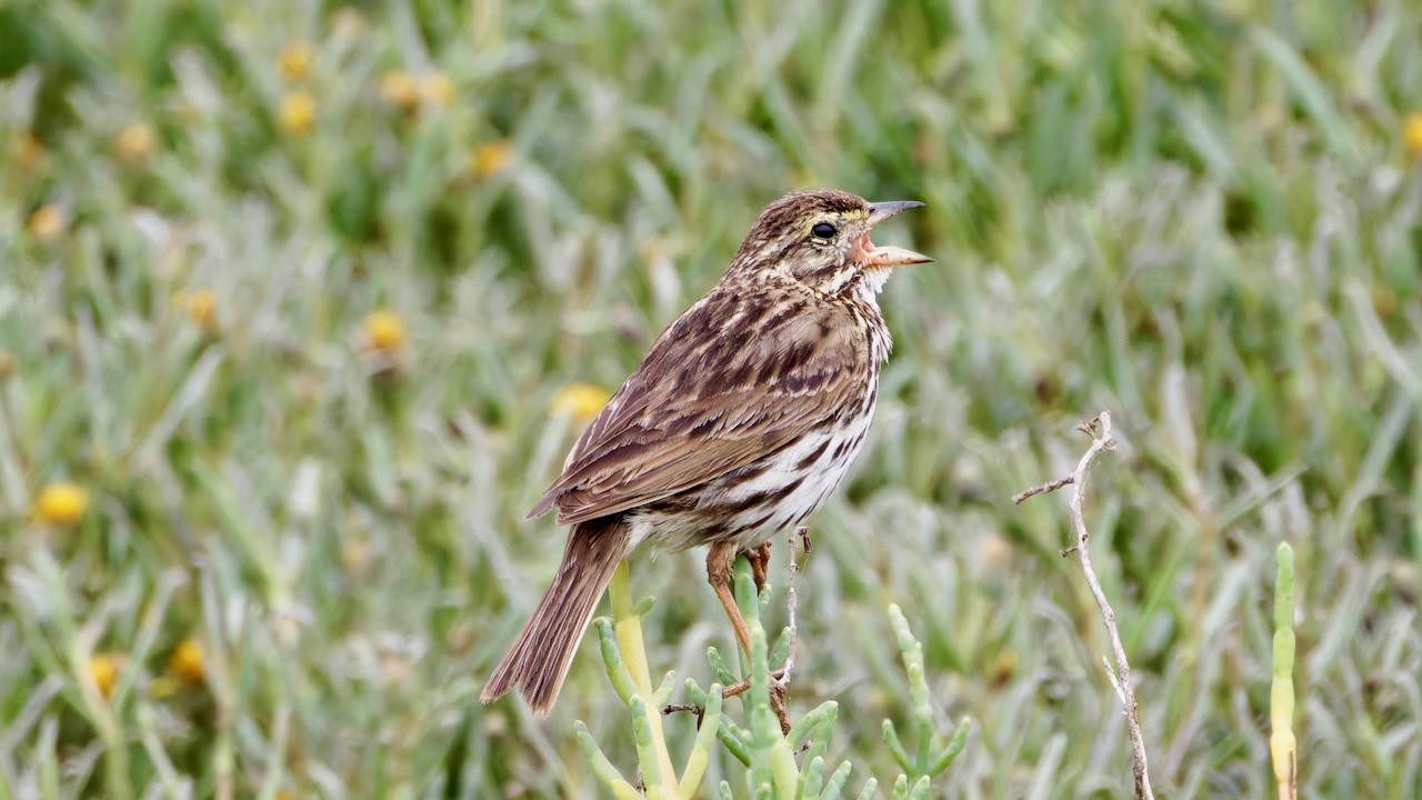 Savannah Sparrow