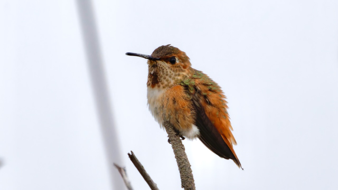 Allen's Hummingbird