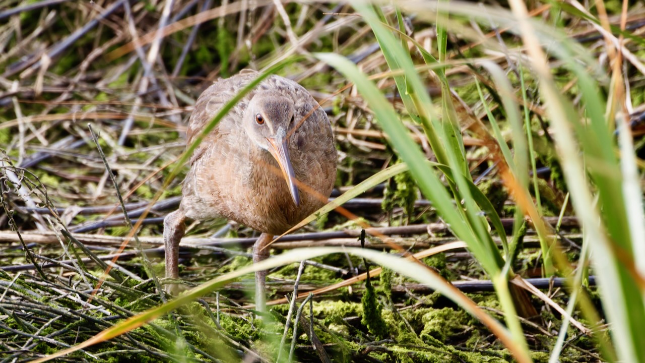 Ridgway's Rail