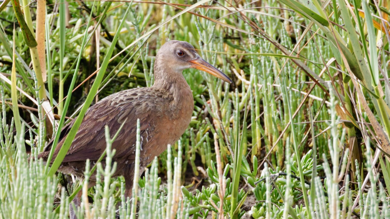 Ridgway's Rail