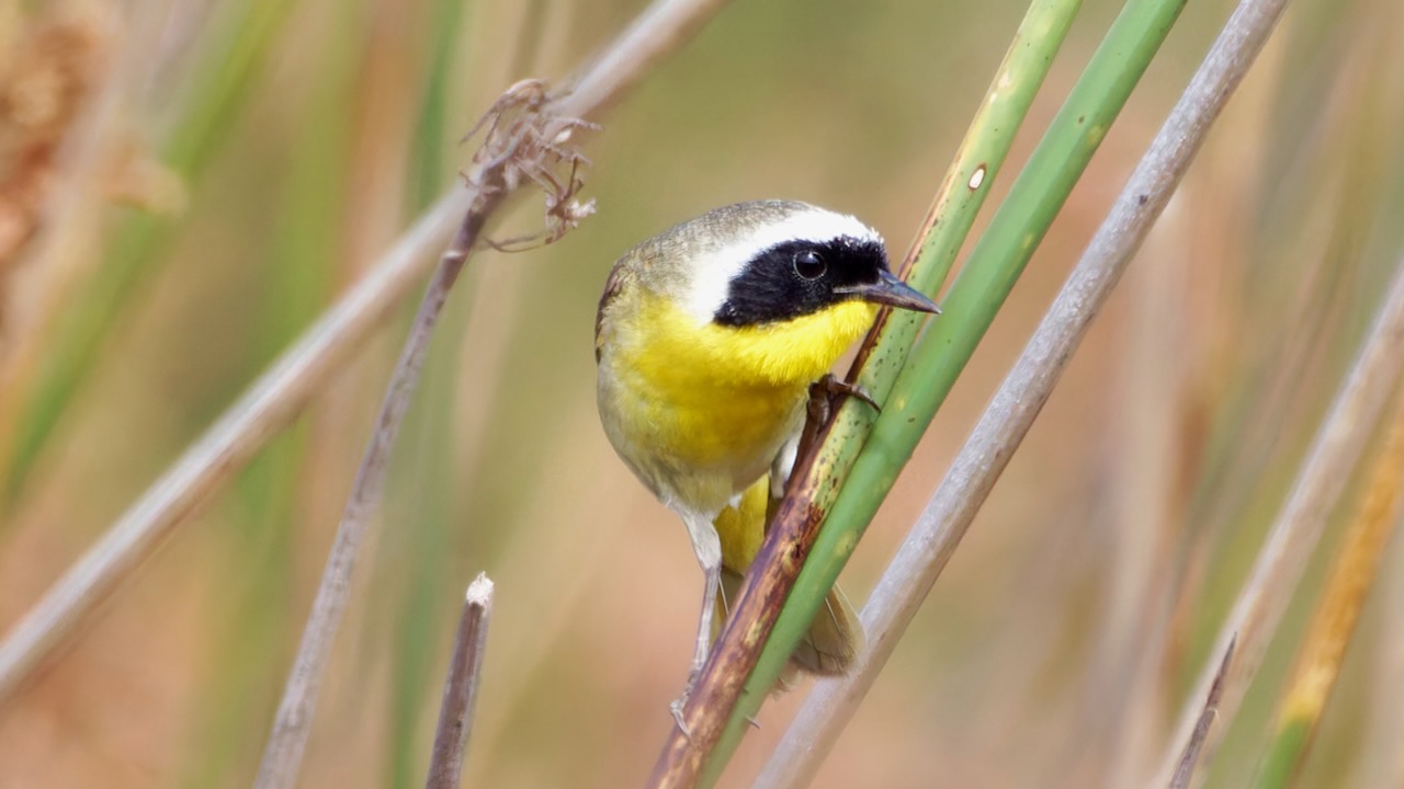 Common Yellowthroat