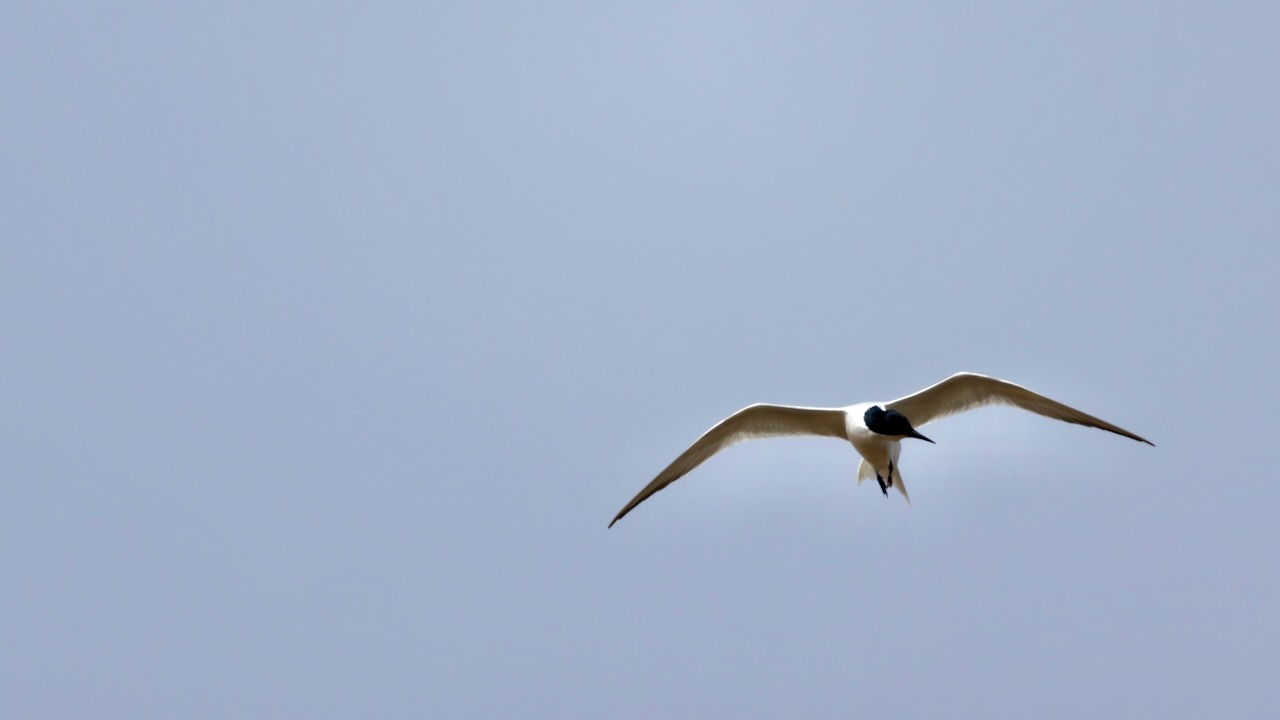 Gull-billed Tern