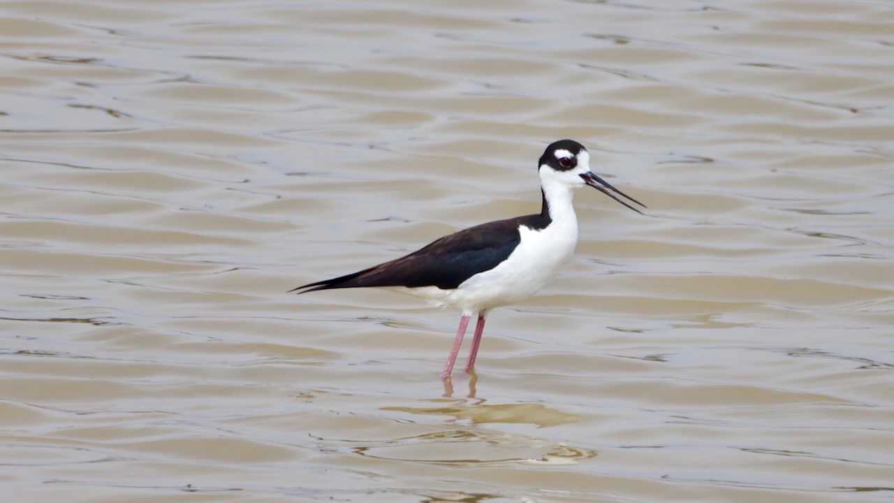 Black-Necked Stilt