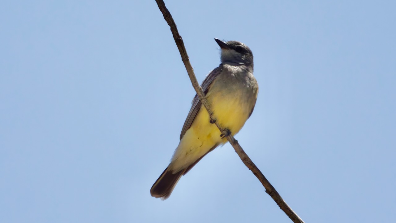 Cassin's Kingbird