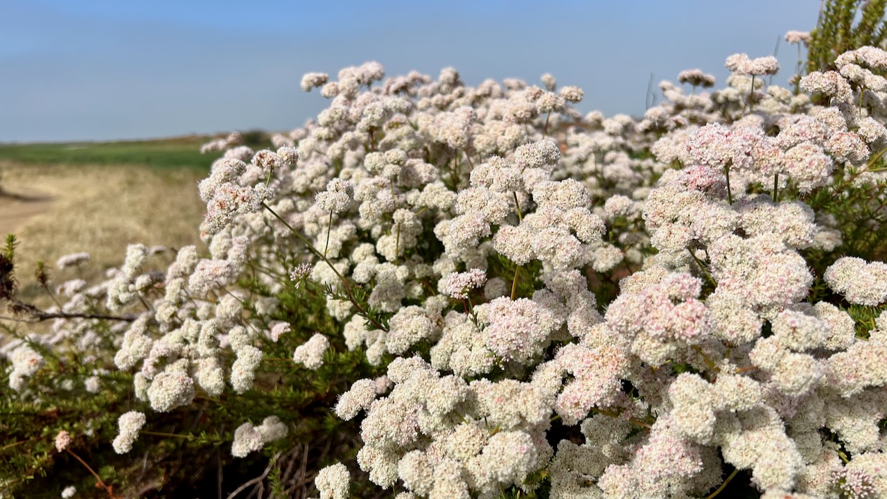 California Buckwheat