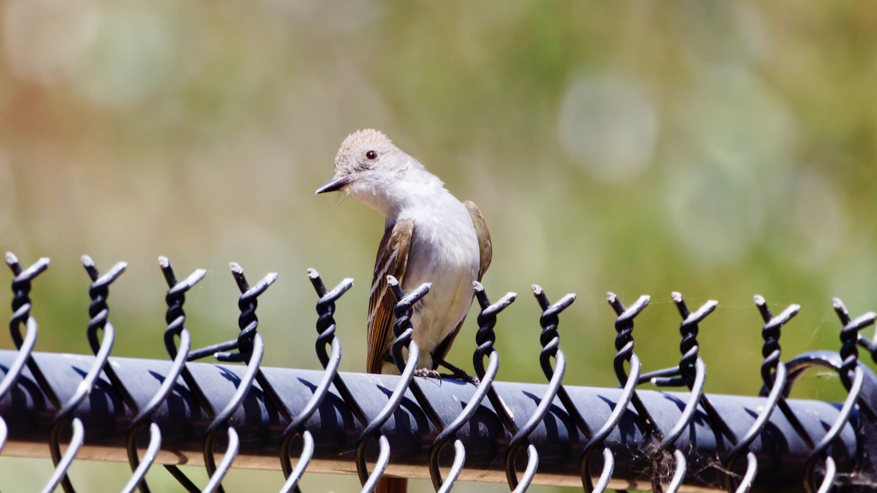 Ash-throated Flycatcher