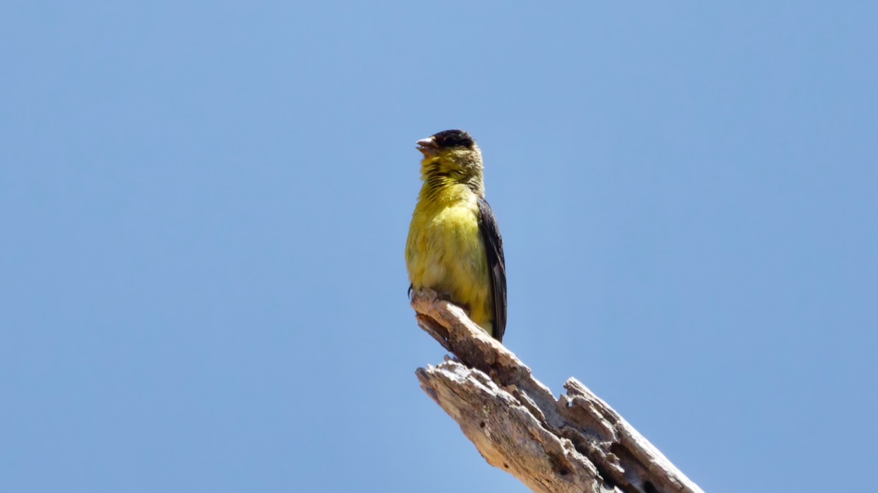 Lesser Goldfinch