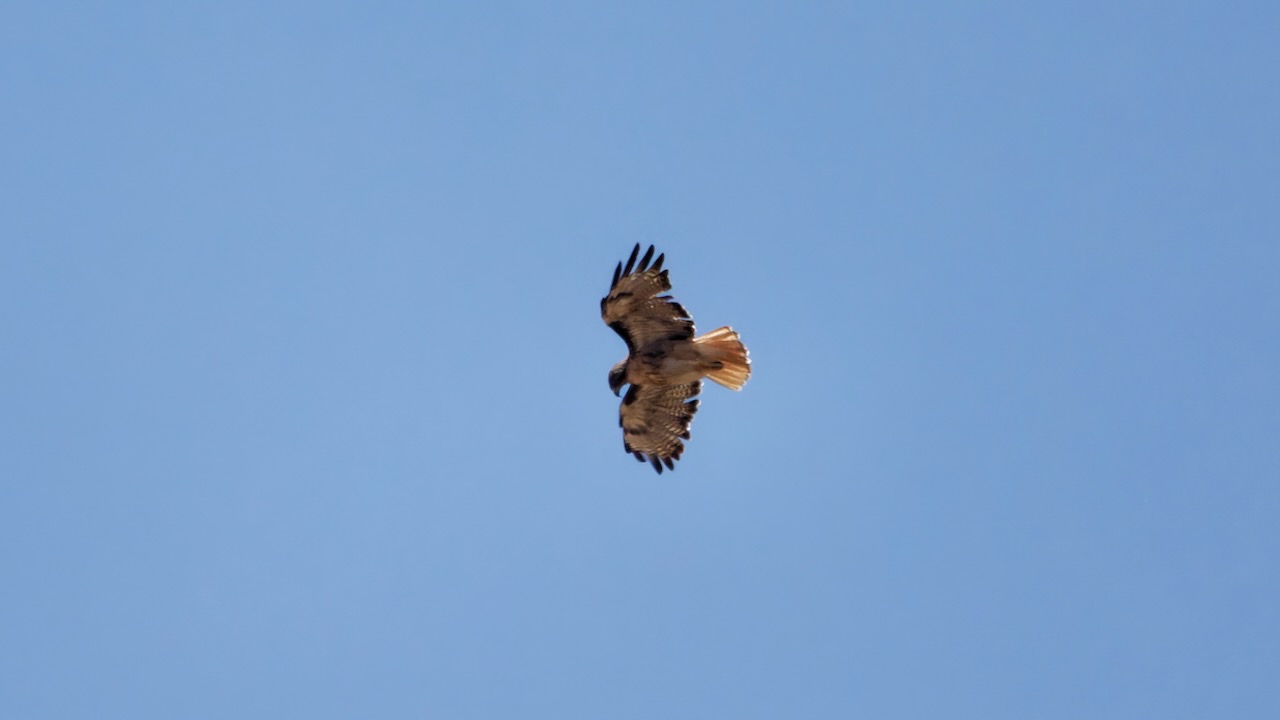 Red-tailed Hawk