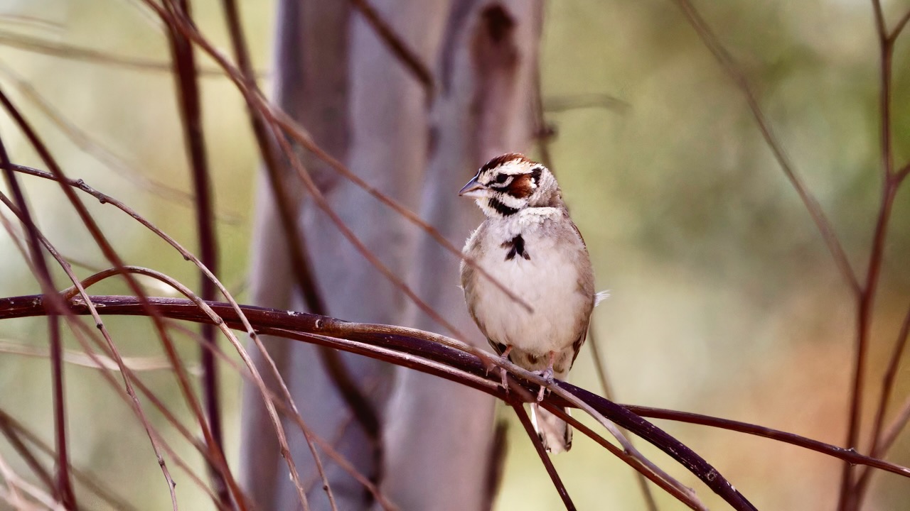 Lark Sparrow