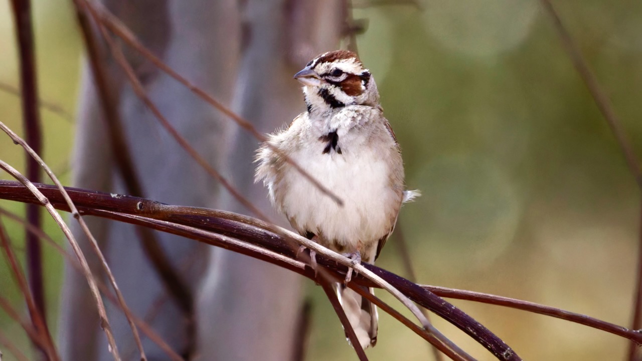 Lark Sparrow