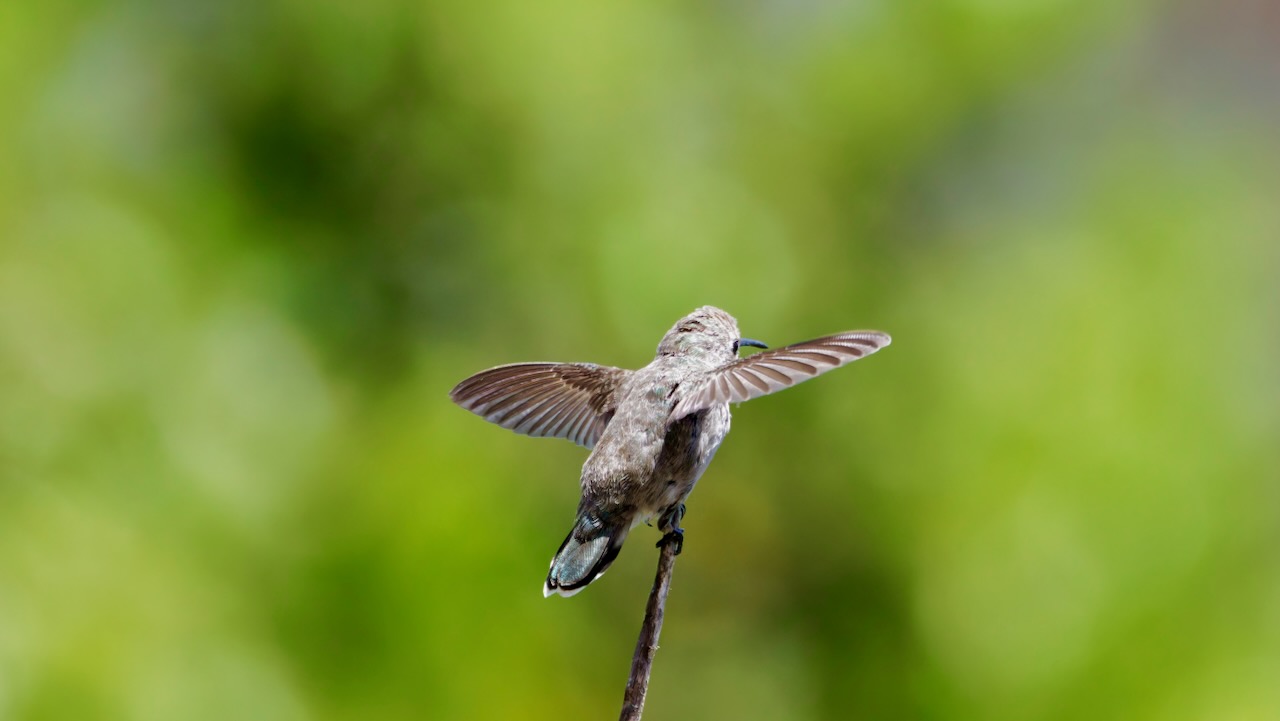 Anna's Hummingbird