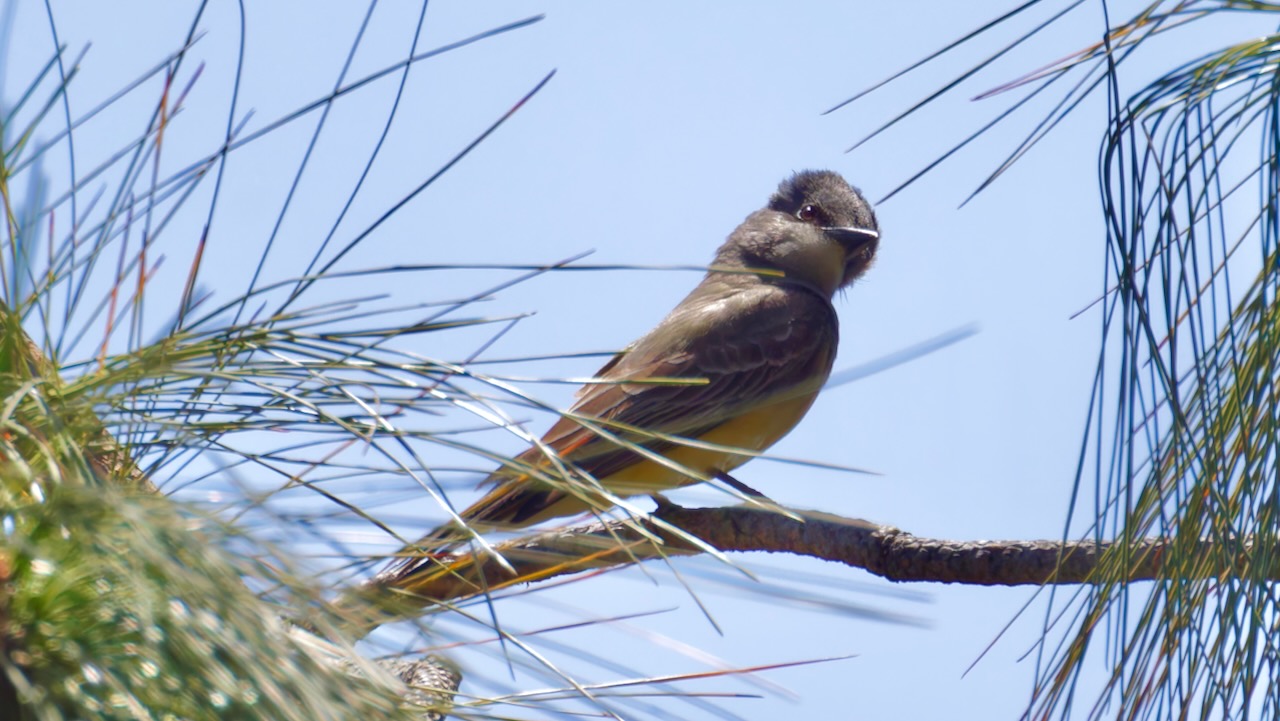 Cassin's Kingbird