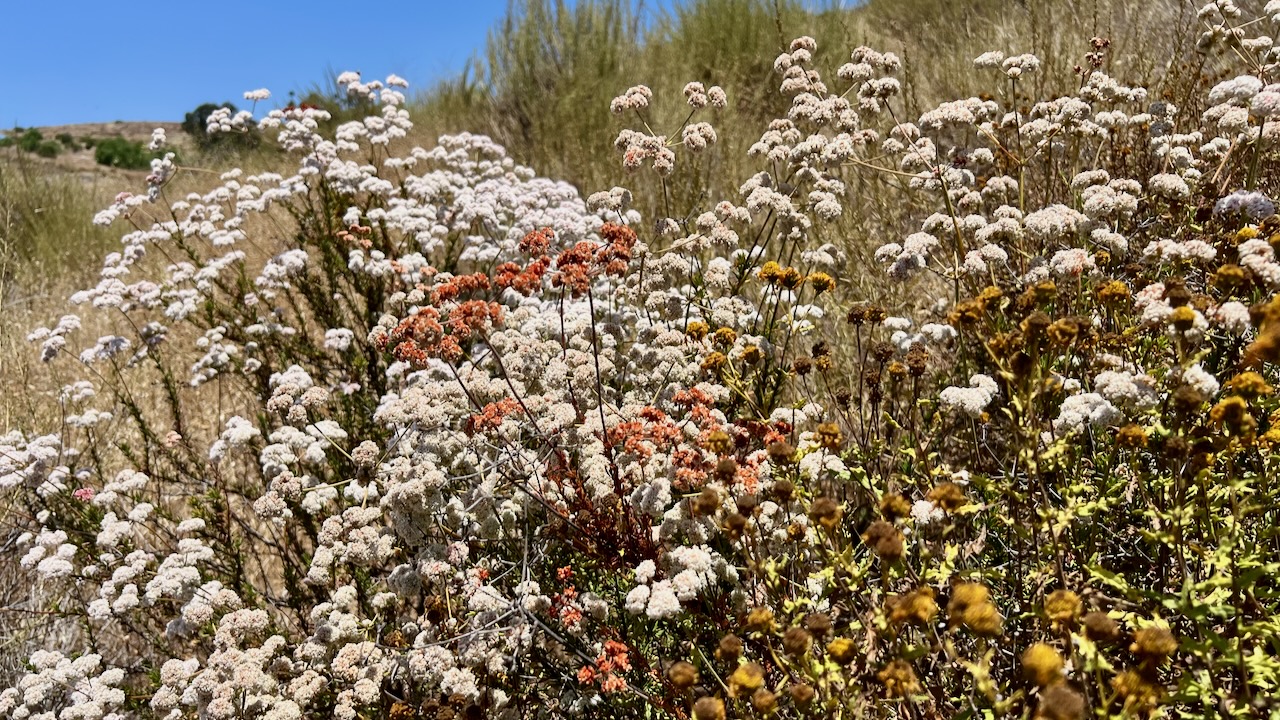 California Buckwheat