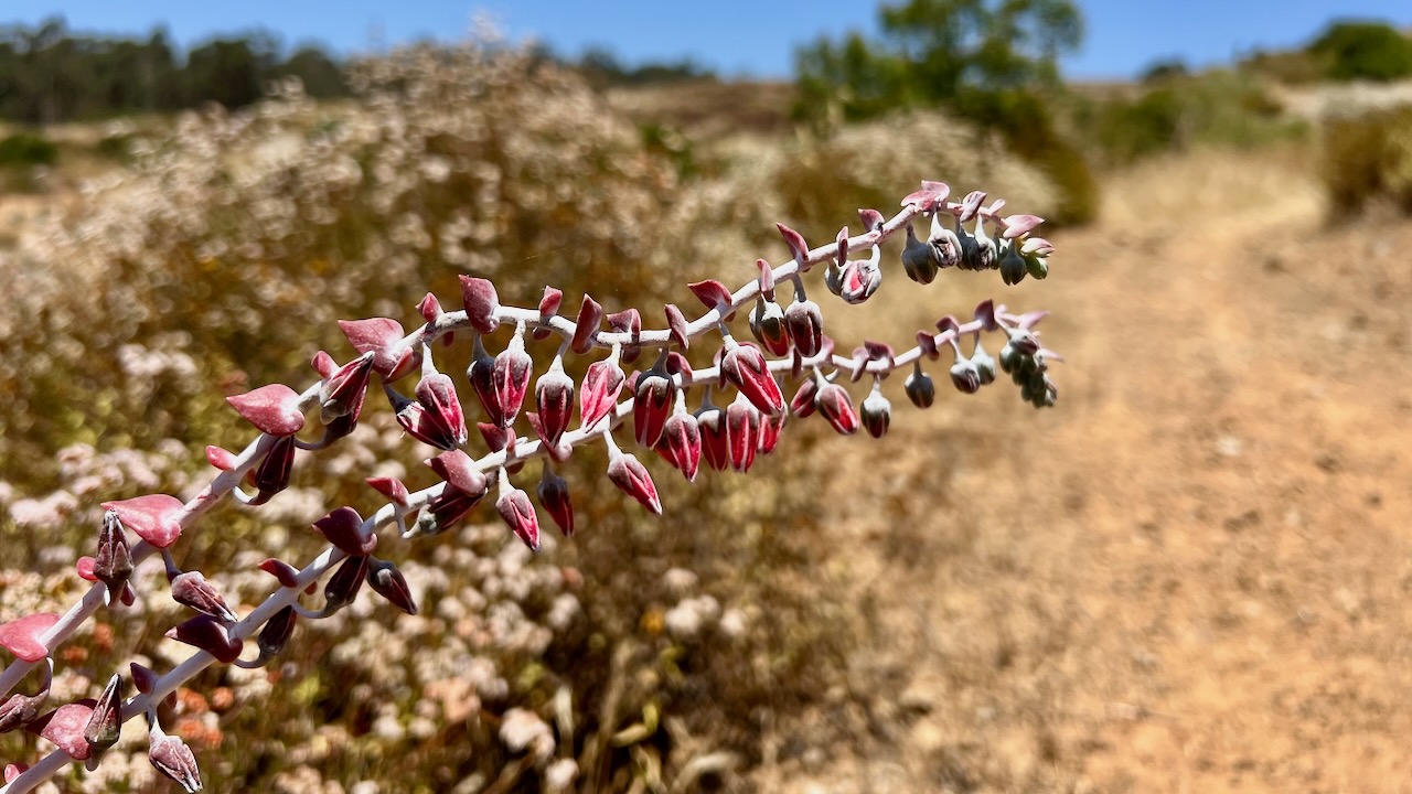 Chalk dudleya