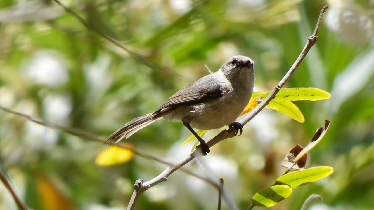 Bushtit