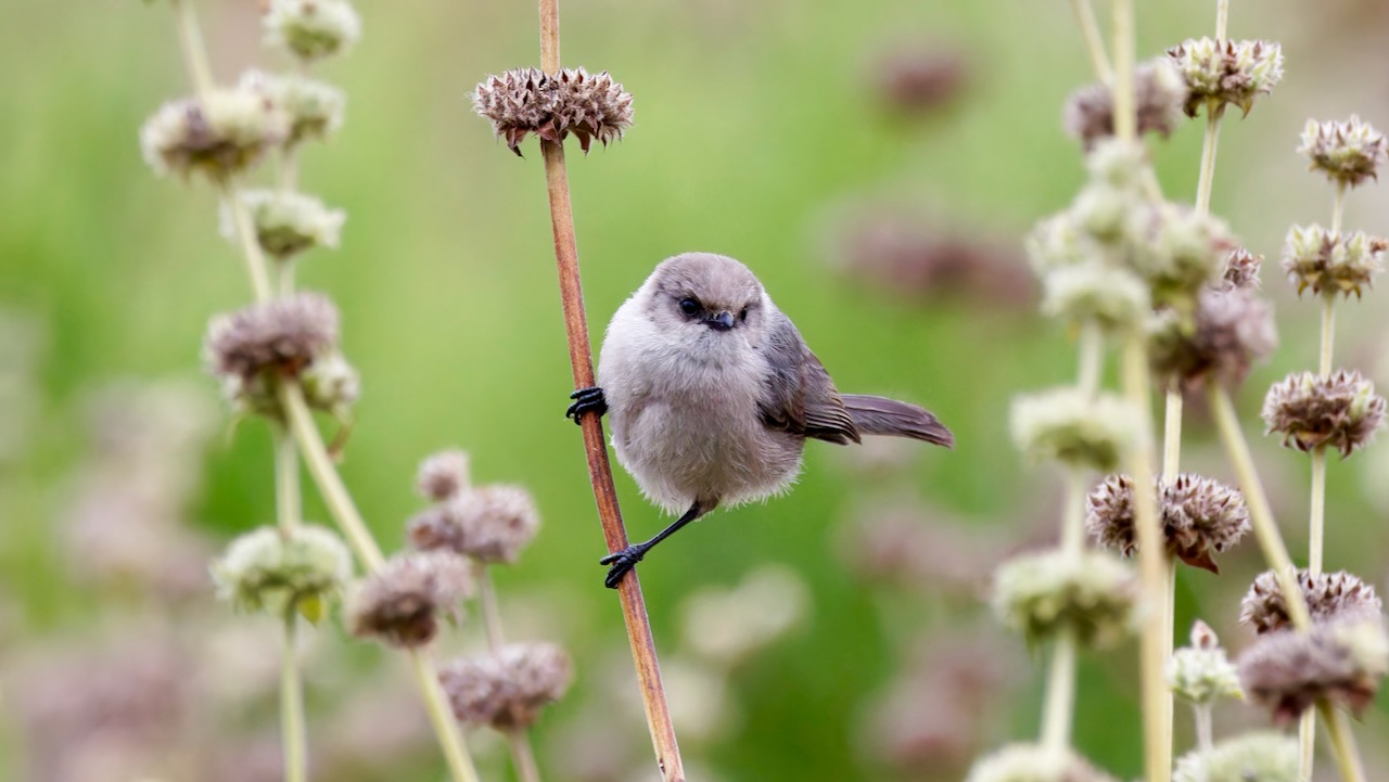 Bushtit