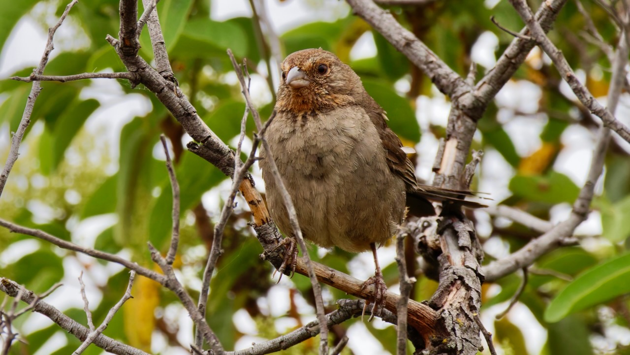 California Towhee