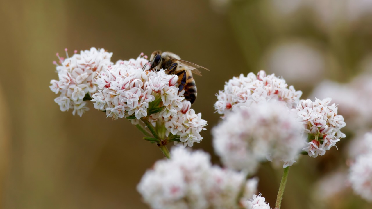 Western Honey Bee