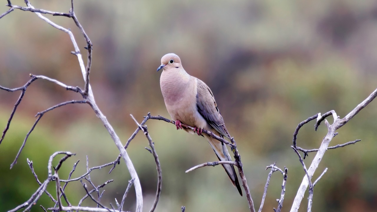 Mourning Dove