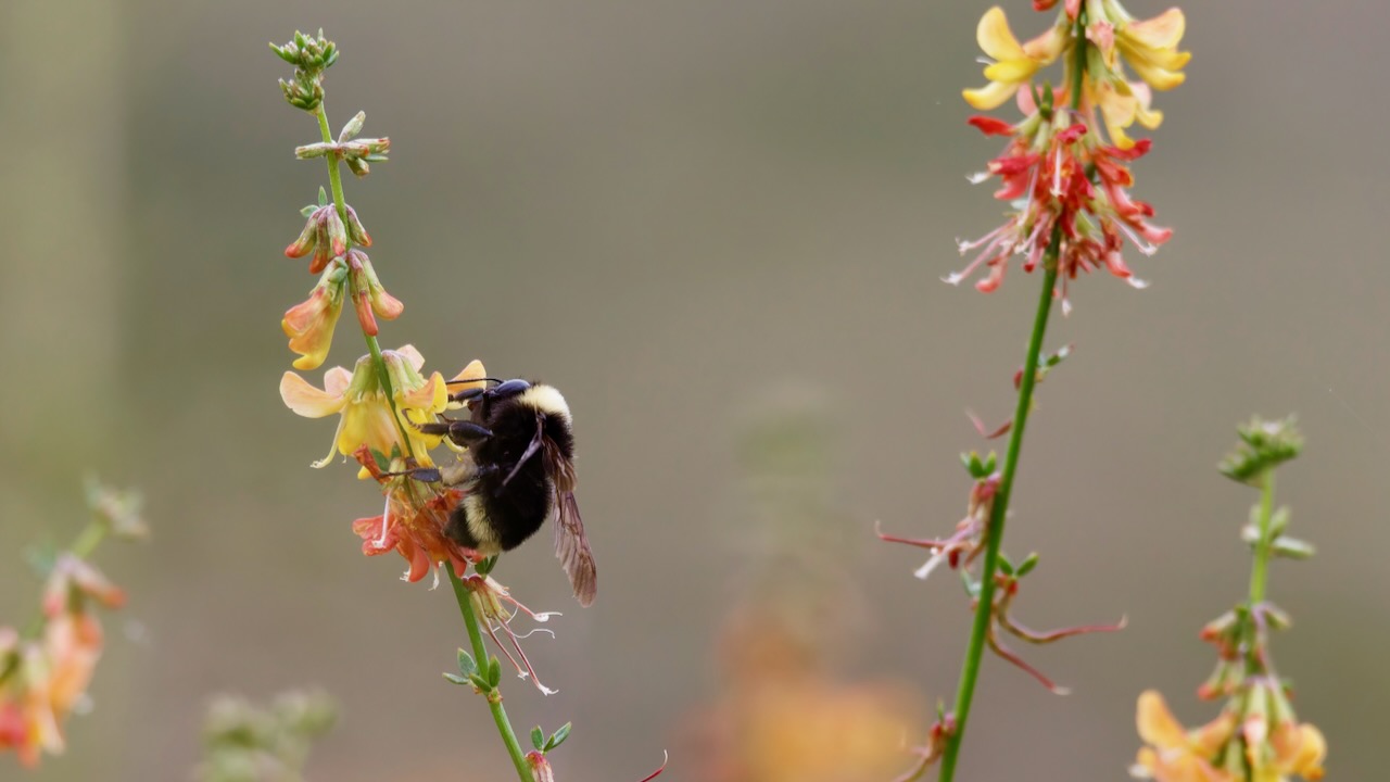 Yellow-faced Bumble Bee