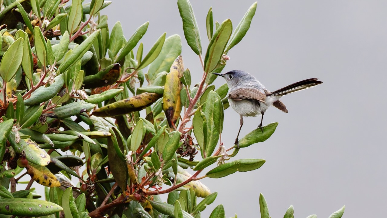 Blue-gray Gnatcatcher