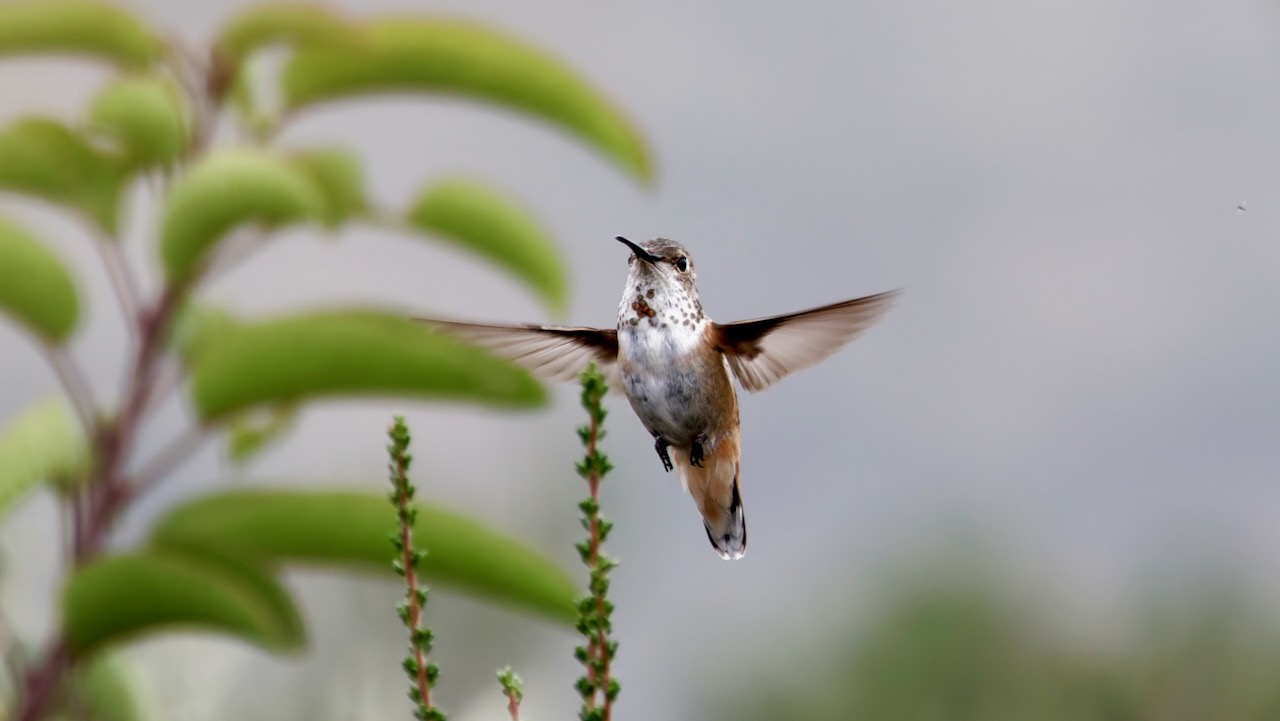 Allen's Hummingbird