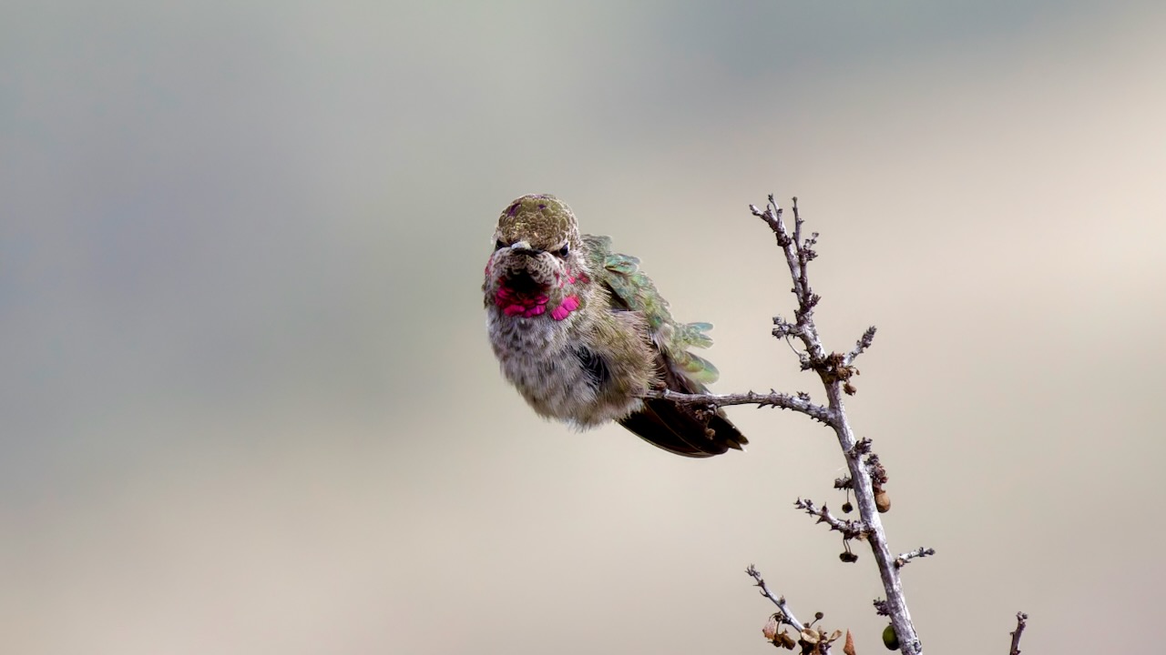 Anna's Hummingbird