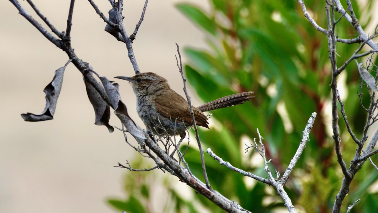 Bewick's Wren