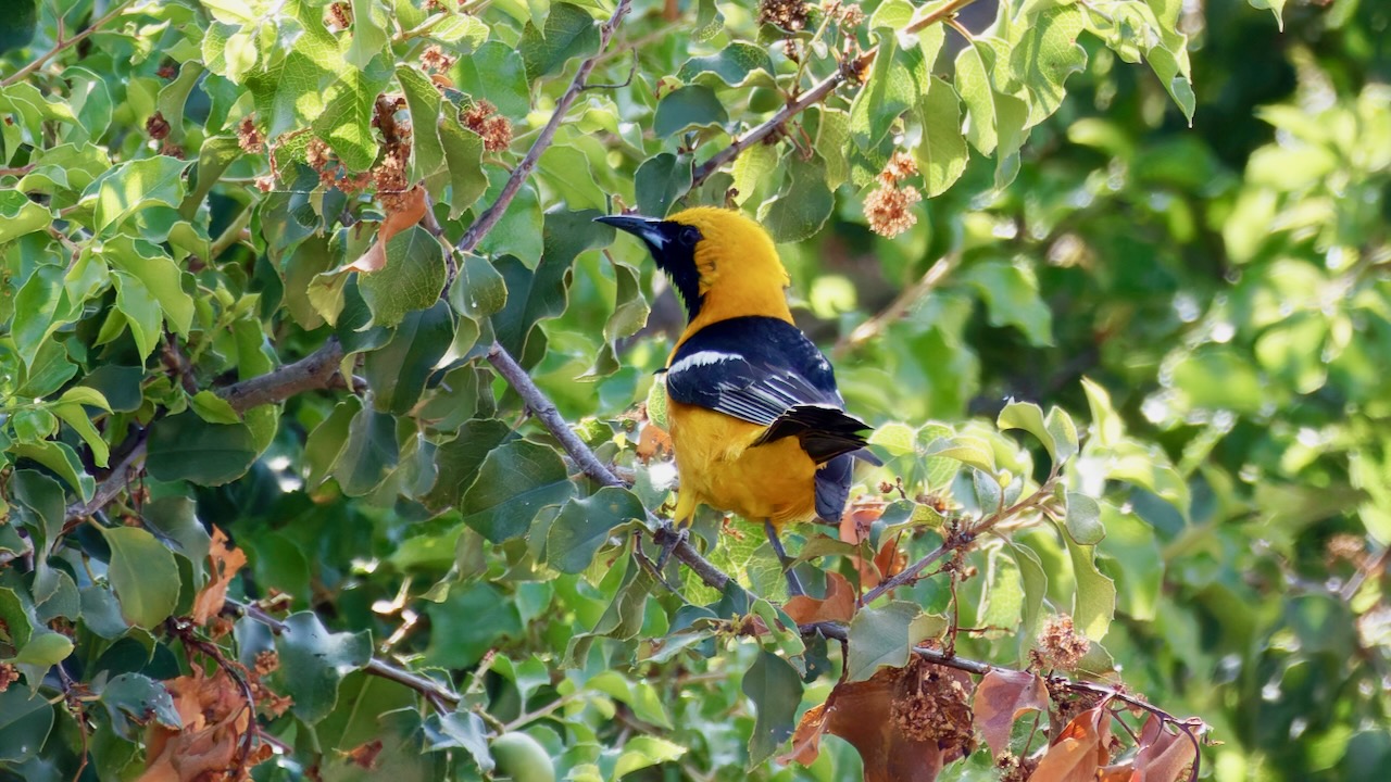 Hooded Oriole