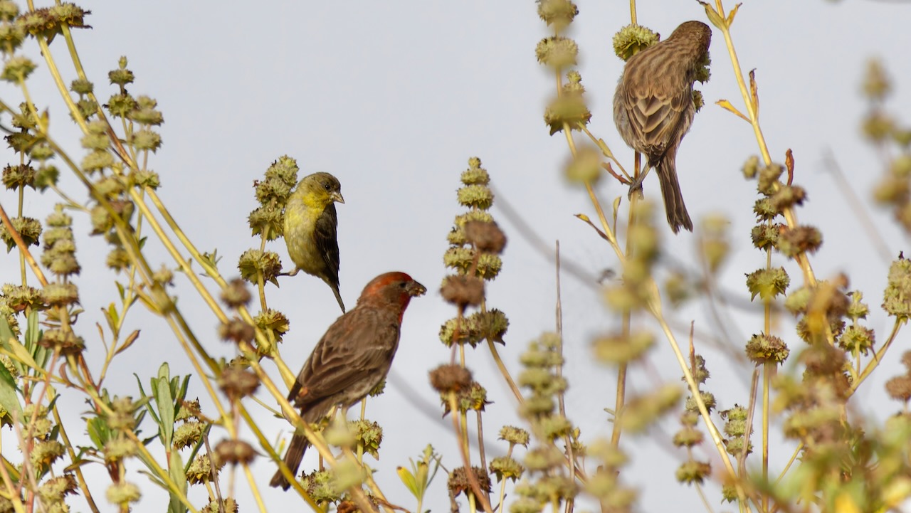 Lesser Goldfinch and House Finches