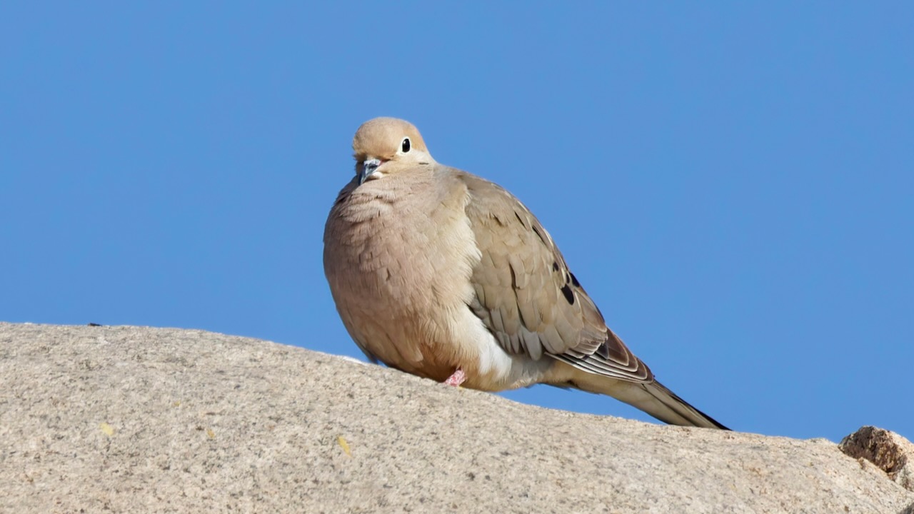 Mourning Dove