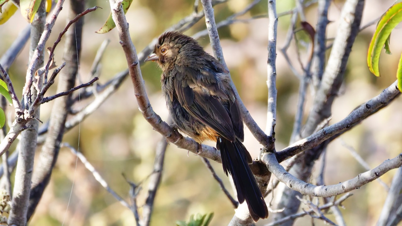 California Towhee