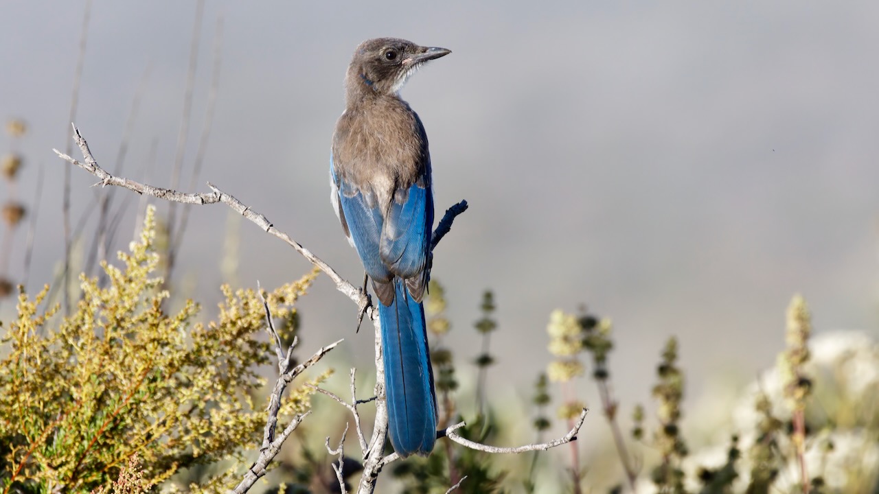 California Scrub-jay