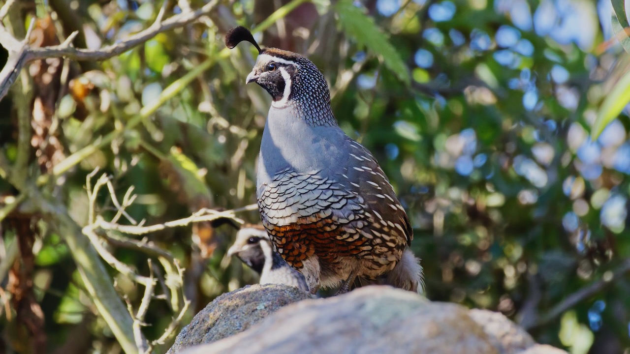 California Quail