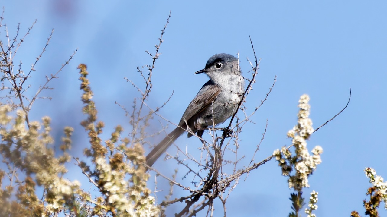 Blue-gray Gnatcatcher