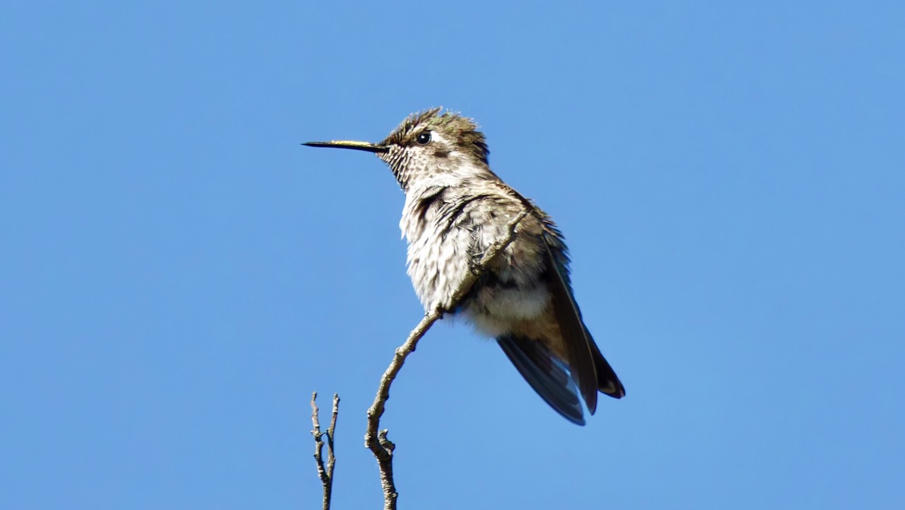 Anna's Hummingbird