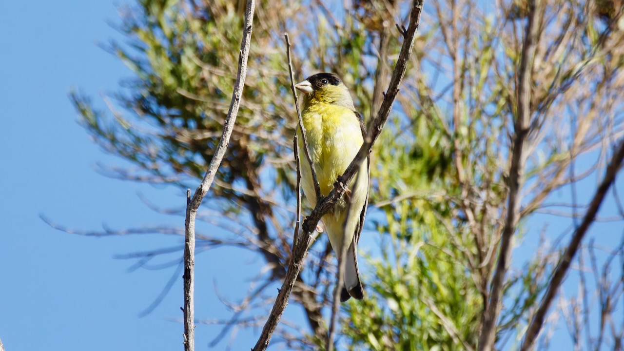 Lesser Goldfinch