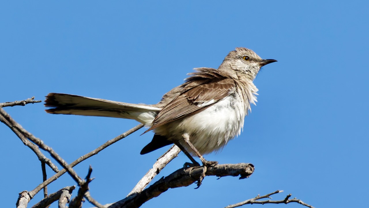 Northern Mockingbird