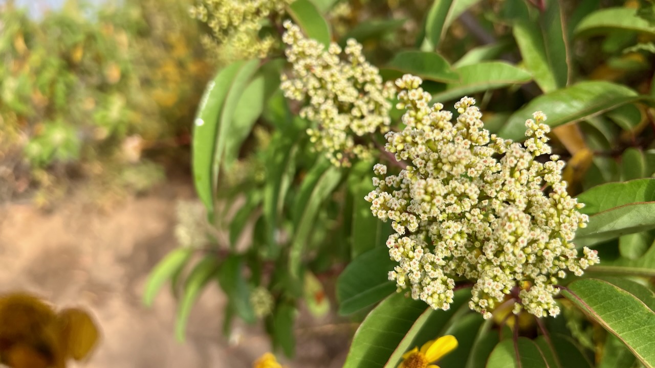 Laurel sumac